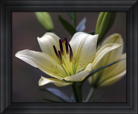 Framed Lily #2 Print