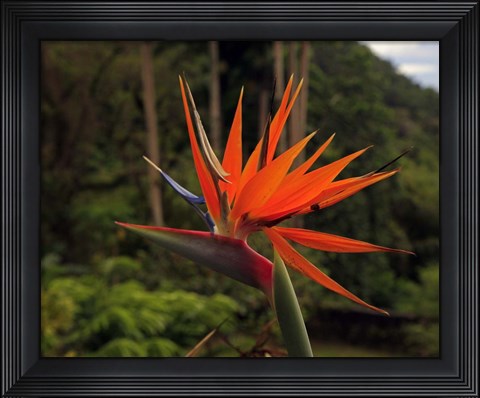 Framed Bird of Paradise Print