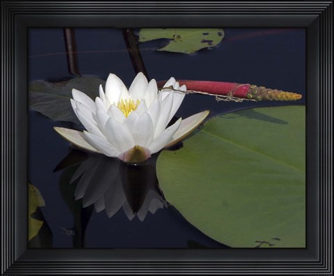 Framed Okefenokee Lilly Print