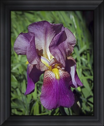 Framed Iris  #3 Print