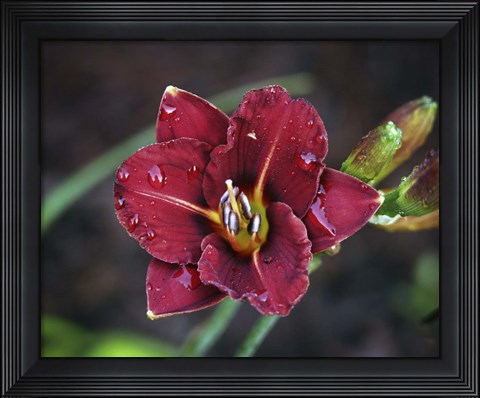 Framed Day Lilly Print