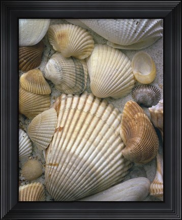 Framed Sea Shells Print