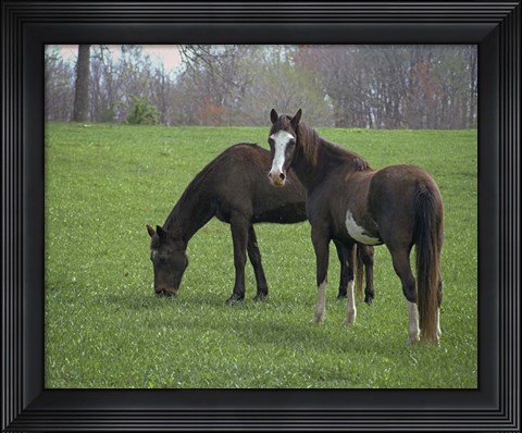 Framed Horses Print