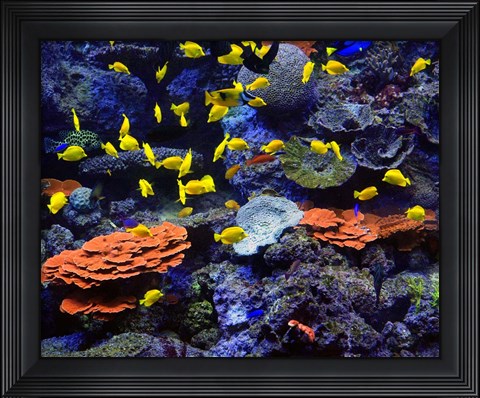 Framed Reef Fish Print