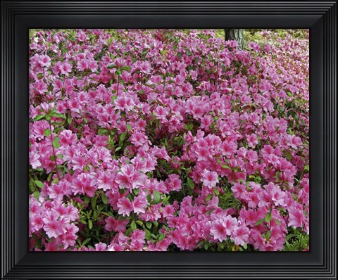 Framed #190  Azaleas Print