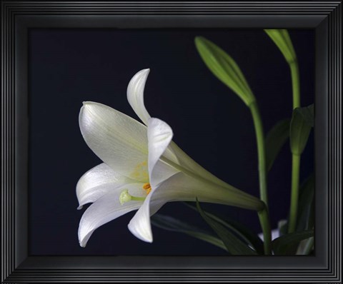 Framed #205  Lily Print
