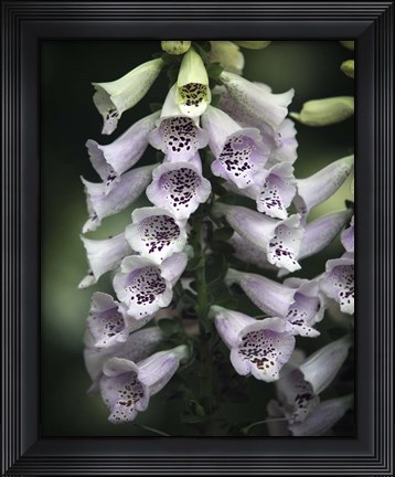 Framed #215 Foxglove Print