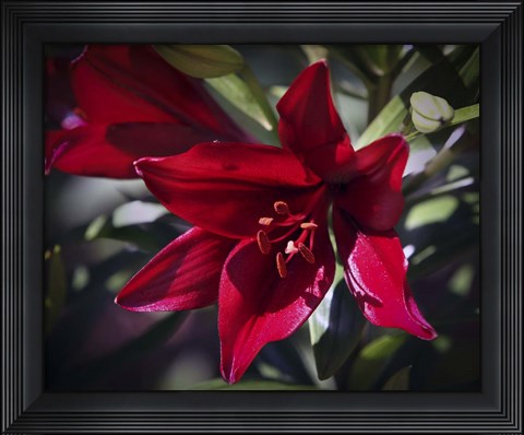 Framed #216  Lily Print