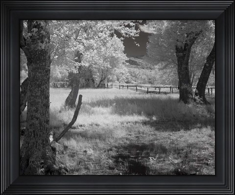 Framed 232 Smokies IR Print