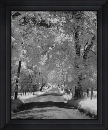 Framed 233 Sparks Ln IR Print