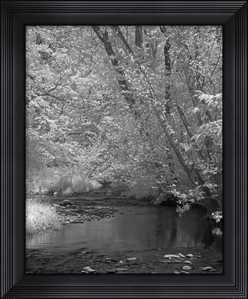 Framed 234 Smokies IR Print