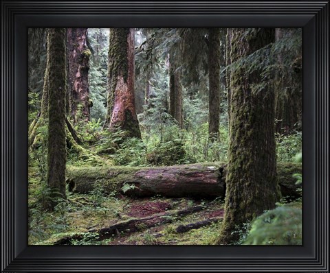 Framed 237 Olympic NP Print