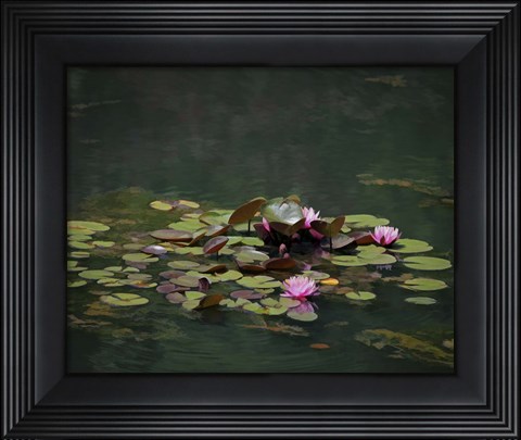 Framed Water Lillies Print