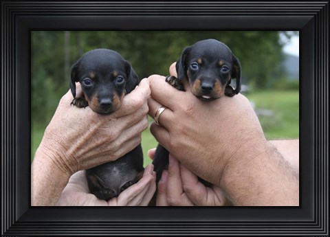 Framed Two Puppies Print
