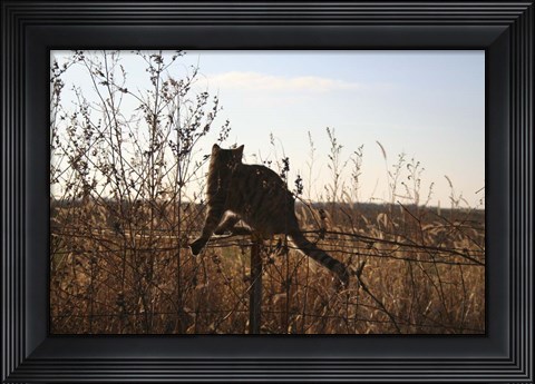 Framed Cats on Fence Print