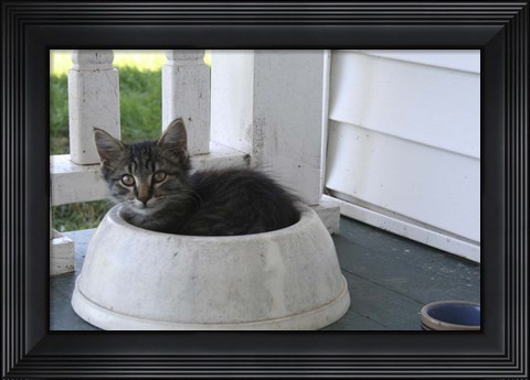 Framed Cat in a Bowl Print
