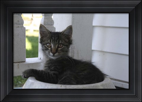 Framed Close up of Cat Print