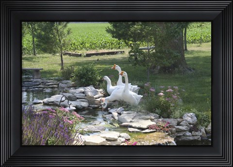 Framed Geese Print