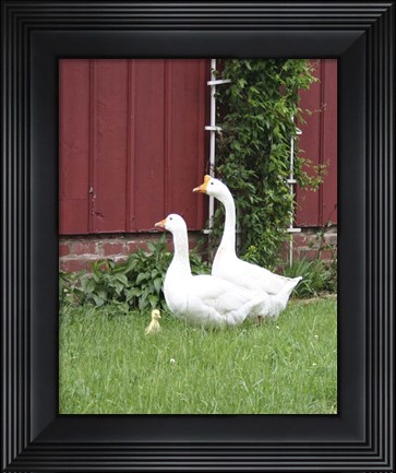 Framed Geese Family Print