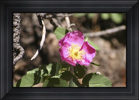 Framed Pink Floral Print
