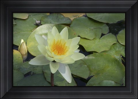 Framed Pond Lily - White Print