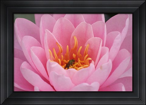 Framed Pond Lily Fly In Pink Lily Print