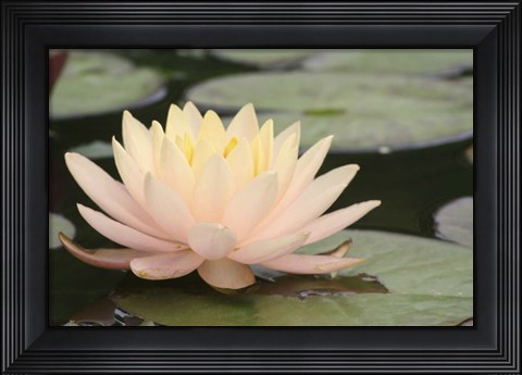 Framed Pond Lily Peach Lily In Pads Print