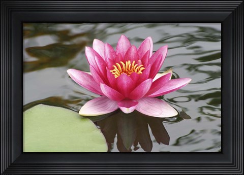 Framed Pond Lily Purple Lily Reflecting Print