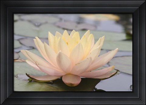 Framed Pond Lily Solo Lily Print