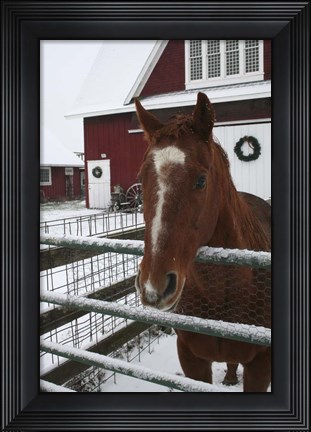 Framed Horse in Winter Print