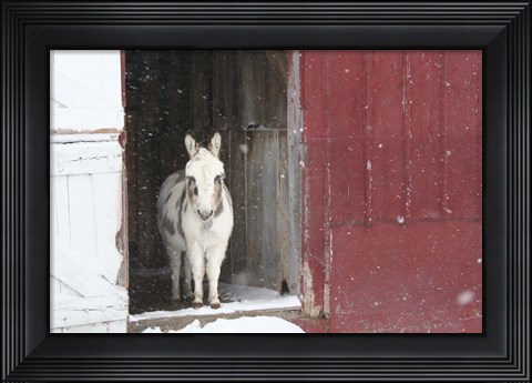 Framed White Pony Print