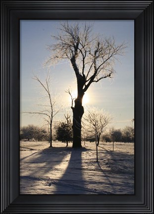 Framed Winter Sun Behind Old Tree Print