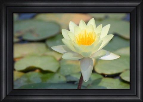Framed Pond Lily Print