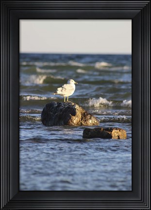 Framed Lone Bird Print