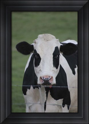 Framed Cow Print