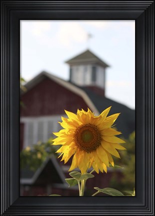 Framed Sunflower Print