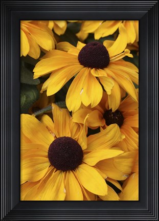 Framed Daisies Print