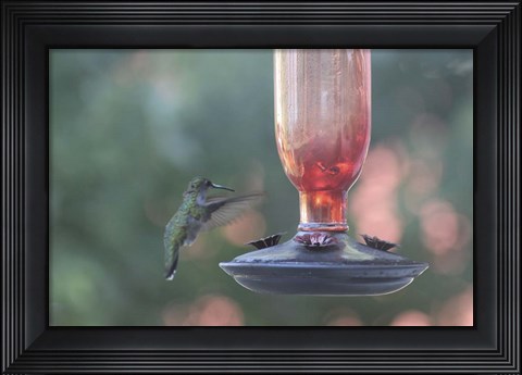 Framed Hummingbird 1 Print