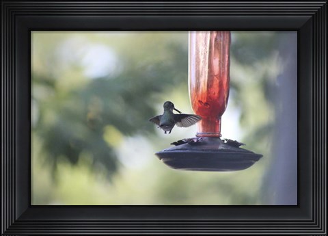 Framed Hummingbird 2 Print