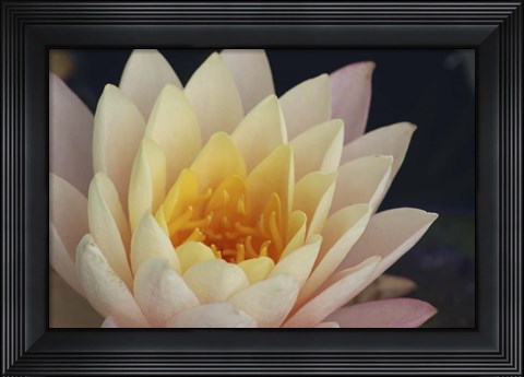 Framed Pond Lily Print