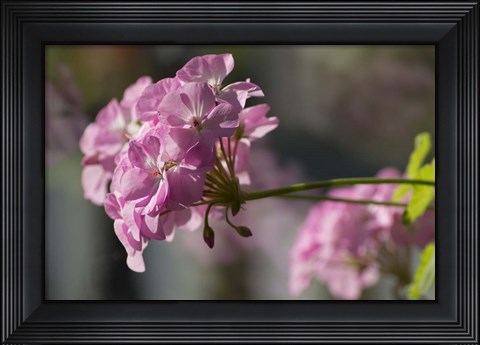 Framed Pink Flowers Print