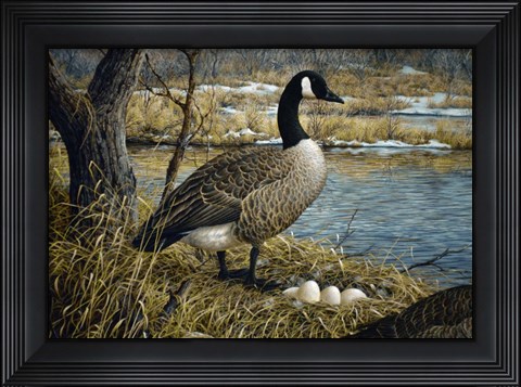 Framed Canadian Goose Print