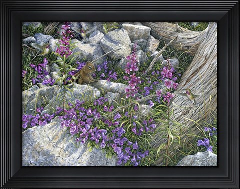 Framed Calliope Hummingbirds Print
