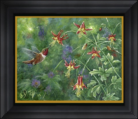 Framed Rufous Hummingbird Print