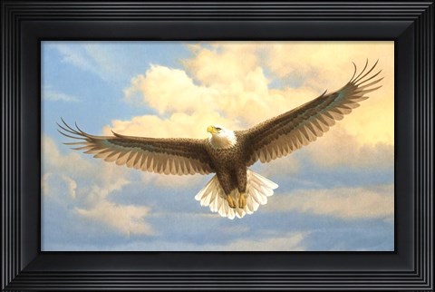 Framed Bald Eagle Print
