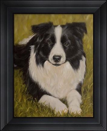 Framed Collie Resting 2 Print