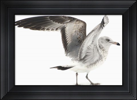 Framed Gull I Print