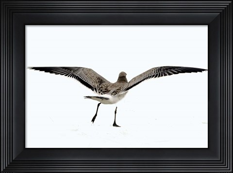 Framed Gull III Print