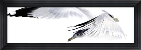 Framed Gull in Flight Print