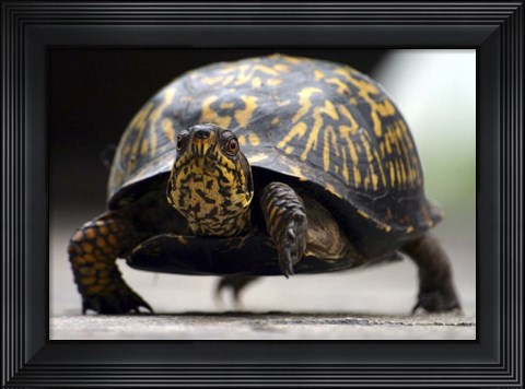 Framed Box Turtle Print